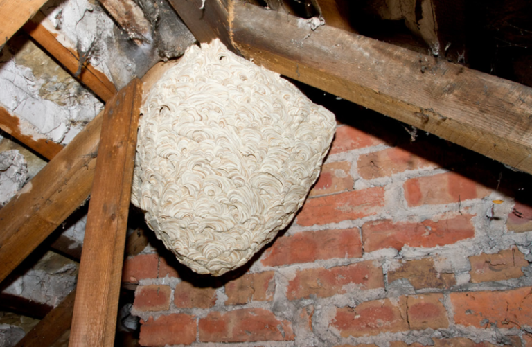 Wasp Nest Removal: Why Hiring a Wasp Exterminator Is the Smart Choice