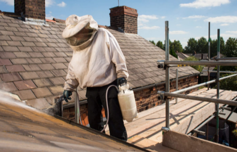 Why Roof Gaps Often Become the First Entry Point for Pests