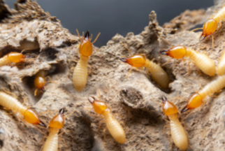 Found Termites Near Your Hot Water System? Here's What's Happening